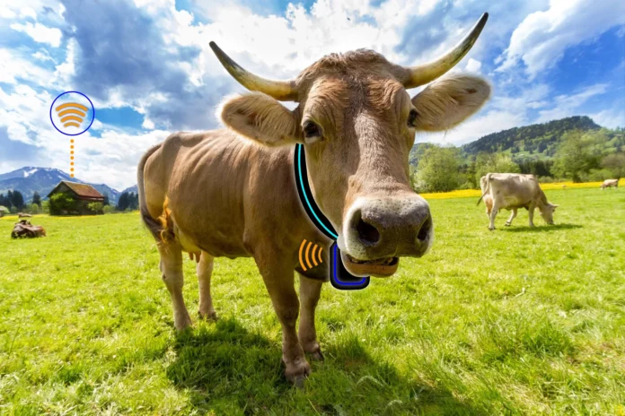 Revolutionizing Dairy and Beef Cattle Ranching with OrangeMesh Technology